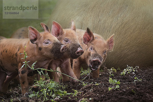 Zusammengesetztes Bild von drei kleinen roten Ferkeln mit schlammigen Nasen