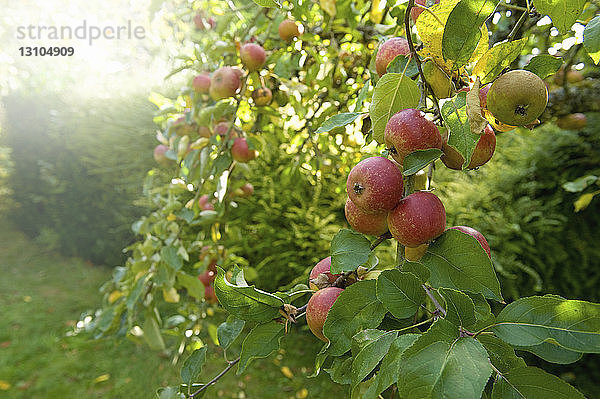 Rotschalige Äpfel auf einem Baum in einem Obstgarten.