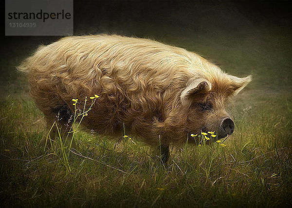 Kunekuneschwein mit goldenen Locken wandert durch die Weide