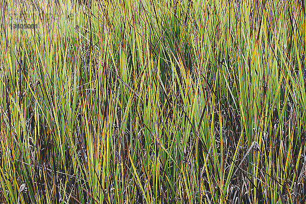 Sumpfgräser entlang der Küstenlinie bei einem nationalen Küstenreservat in Kalifornien.