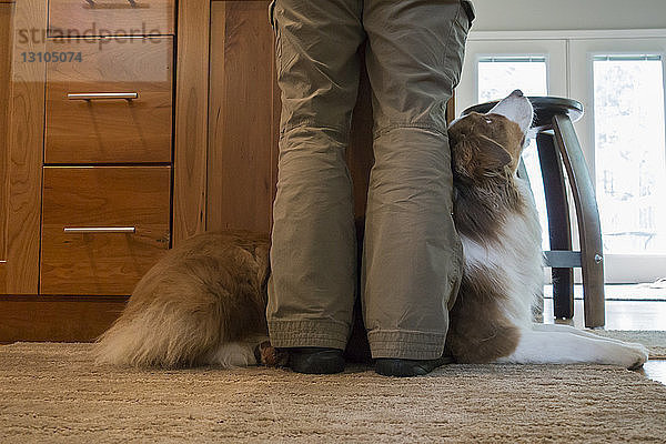 Nahaufnahme eines Australischen Schäferhundes  der seinem Besitzer zu Füßen liegt.