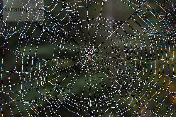 Nahaufnahme einer Spinne in einem Netz.