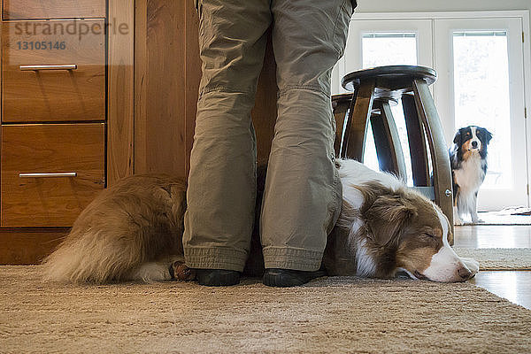 Nahaufnahme eines Australischen Schäferhundes  der seinem Besitzer zu Füßen liegt. Sein Bruder ist im Hintergrund zu sehen.