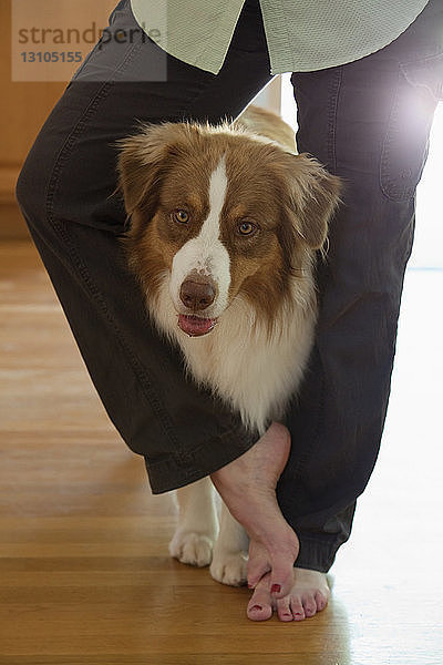 Australischer Schäferhund  der zwischen den Beinen seiner Besitzerin steht