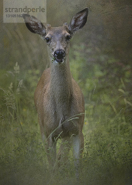 Zusammengesetztes Porträt eines weißschwänzigen  einjährigen Hirschbockes in einem Feld  der mit gespitzten Ohren nach oben blickt.