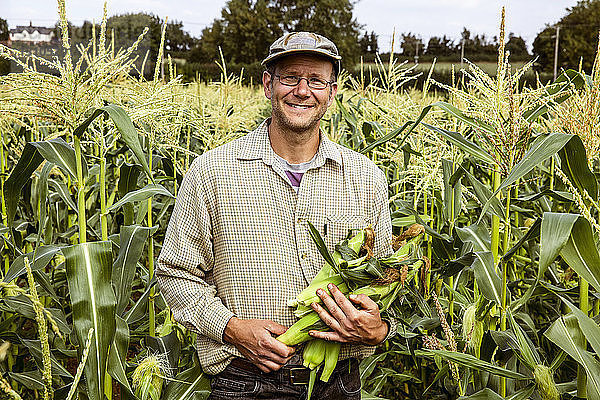 Lächelnder Bauer  der in einem Maisfeld steht und einen Haufen Maiskolben hält.