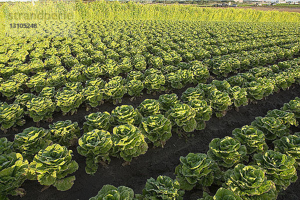 Landwirtschaft - Feld mit reifendem Bio-Römersalat; die Blumenschwade am oberen Rand des Feldes weist auf ein Biofeld hin / in der Nähe von Salinas  Monterey County  Kalifornien  USA.