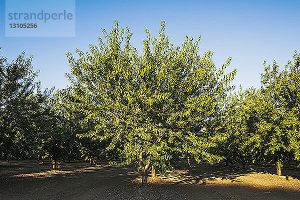 Landwirtschaft - Reifer  gut gepflegter Mandelgarten im Licht des späten Nachmittags / bei Newman  San Joaquin Valley  Kalifornien  USA.