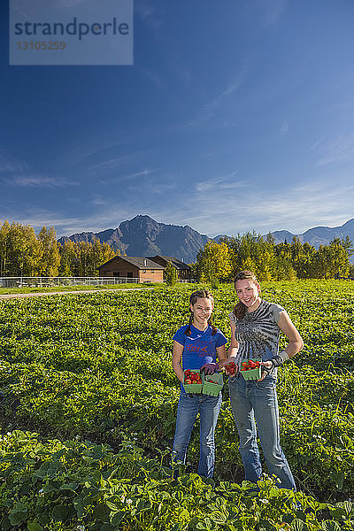 Zwei junge Frauen arbeiten auf einem Erdbeerfeld an einem sonnigen Sommertag  im Hintergrund der Pioneer Peak  Süd-Zentral-Alaska; Palmer  Alaska  Vereinigte Staaten von Amerika