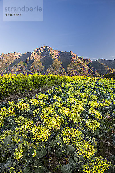 Blühende Brokkoliköpfe in Reihen auf einem Feld unterhalb des Pioneer Peak  beleuchtet vom Licht des Sonnenuntergangs  Süd-Zentral-Alaska; Palmer  Alaska  Vereinigte Staaten von Amerika