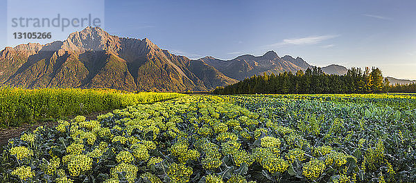 Blühende Brokkoliköpfe in Reihen auf einem Feld unterhalb des Pioneer Peak  beleuchtet vom Licht des Sonnenuntergangs  Süd-Zentral-Alaska; Palmer  Alaska  Vereinigte Staaten von Amerika