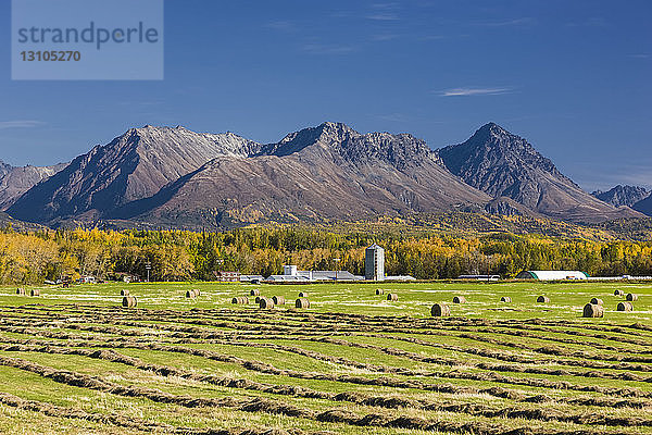 Heurollen stehen auf einem gepflügten Feld  im Hintergrund die Chugach Mountains  Süd-Zentral-Alaska; Palmer  Alaska  Vereinigte Staaten von Amerika