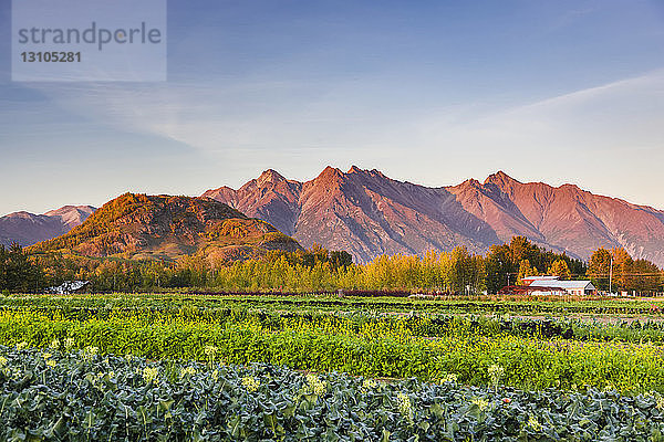 Reihen von Brokkoli und anderem Gemüse auf Pyrah's U-Pick Farm unterhalb des Butte und Matanuska Peak  im Hintergrund die untergehende Sonne  Süd-Zentral-Alaska; Palmer  Alaska  Vereinigte Staaten von Amerika