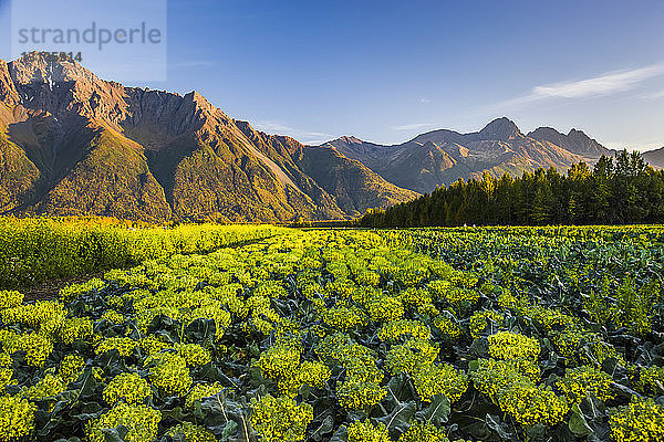 Brokkoliköpfe blühen in Reihen auf einem Feld unterhalb des Pioneer Peak bei Sonnenuntergang  Süd-Zentral-Alaska; Palmer  Alaska  Vereinigte Staaten von Amerika