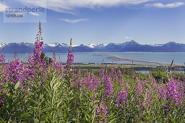 Blick auf Homer Spit und Kachemak Bay mit Fireweed im Vordergrund in der Nähe von Homer  Alaska im Sommer