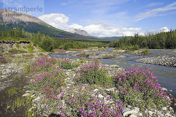 Frühlingsblumen entlang des Mccarthy Creek Mccarthy Wrangell-St. Elias National Park Alaska Southcentral Spring
