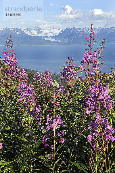 Blick auf Grewingk Gletscher mit Fireweed im Vordergrund in der Nähe von Homer  Alaska im Sommer