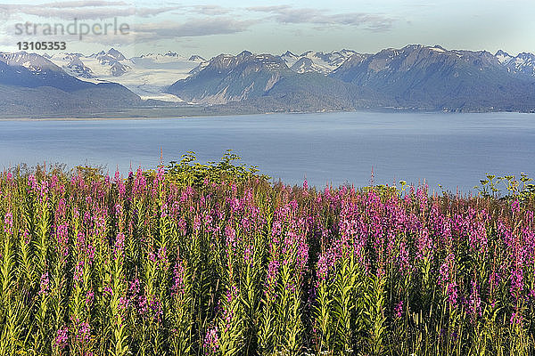 Blick auf Grewingk Gletscher mit Fireweed im Vordergrund in der Nähe von Homer  Alaska im Sommer