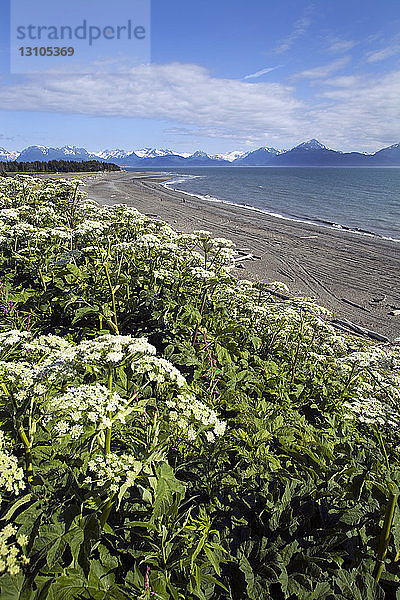 Bishops Beach mit Kuhfladen-Wildblumen in Homer  Alaska