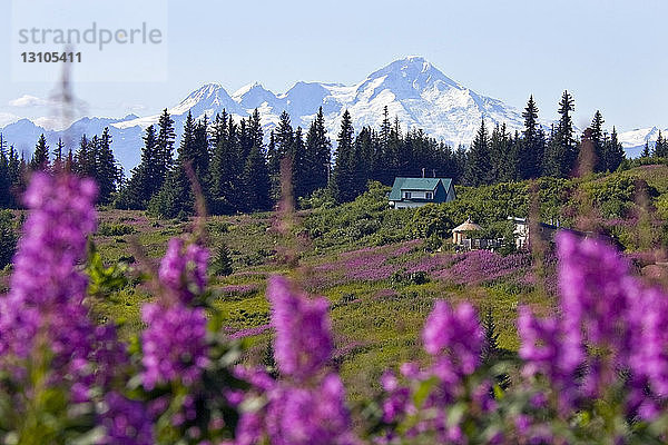 Fireweed entlang des Diamond Ridge mit dem Berg Iliamna im Hintergrund in der Nähe von Homer  Alaska
