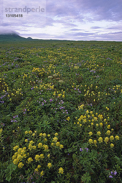 Küsten-Paintbrush & Wildgeranien Olga Bay Kodiak Is Sw Ak Sommer