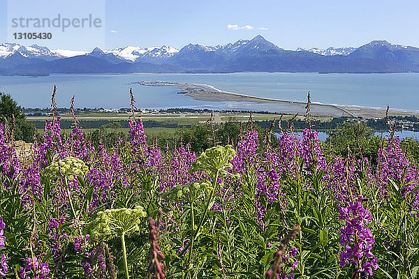 Blick auf Homer Spit und Kachemak Bay mit Fireweed im Vordergrund in der Nähe von Homer  Alaska im Sommer