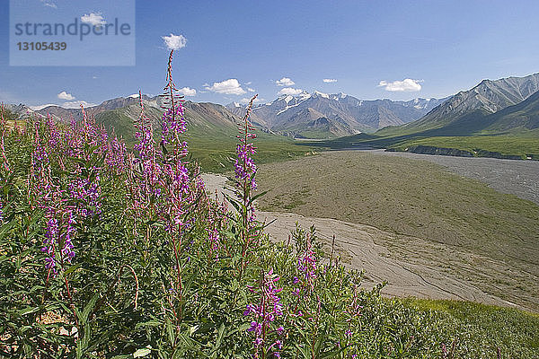 Fireweed Blooms Overlooking Mckinley River Denali Np Ak In Summer Near Eielson Visitor Center