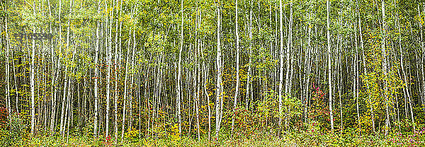 Panorama von herbstlich gefärbten Blättern und weißen Birkenstämmen; Thunder Bay  Ontario  Kanada