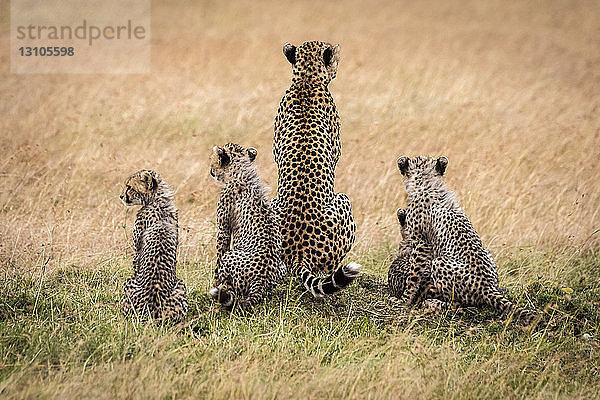 Gepard (Acinonyx jubatus) und vier Jungtiere  von der Seite gesehen  Maasai Mara National Reserve; Kenia