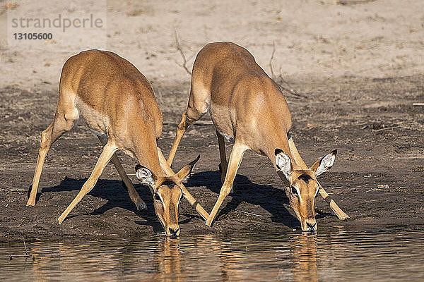 Gazellen (Gazella)  die sich zum Trinken aus dem Fluss beugen; Botswana