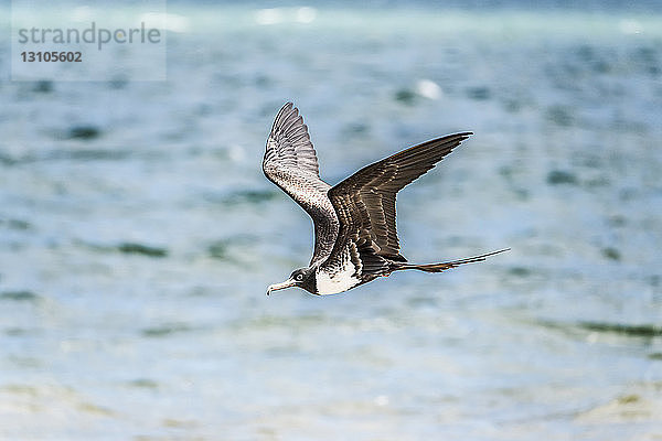 Weiblicher Fregattvogel (Fregatidae) im Flug über Wasser; Hopkins  Belize