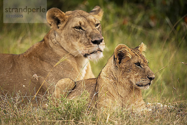 Löwenjunges (Panthera leo) liegt neben der Mutter im Gras  Maasai Mara National Reserve; Kenia
