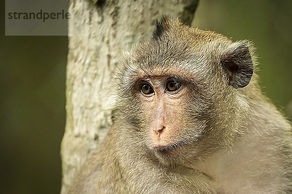 Nahaufnahme eines Langschwanzmakaken (Macaca fascicularis) mit Baum im Hintergrund; Can Gio  Ho Chi Minh  Vietnam