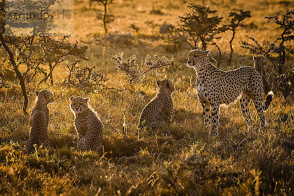 Gepard und drei Jungtiere im Gegenlicht bei Sonnenuntergang  Maasai Mara National Reserve; Kenia