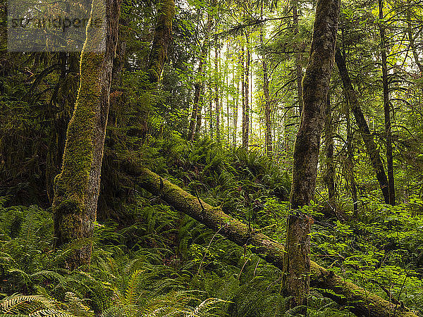 Dickes Moos hängt von den Bäumen in einem Regenwald am Nile Creek in der Nähe von Campbell River  British Columbia  Kanada