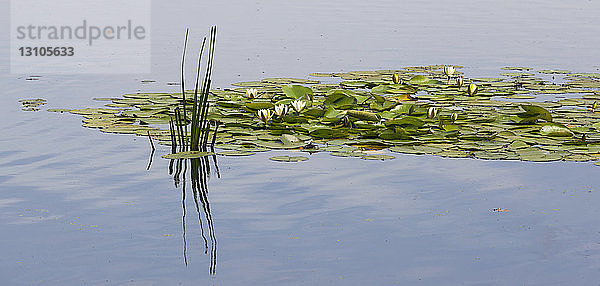 Auf ruhigem Wasser schwimmende Seerosen mit einer Spiegelung auf der Wasseroberfläche