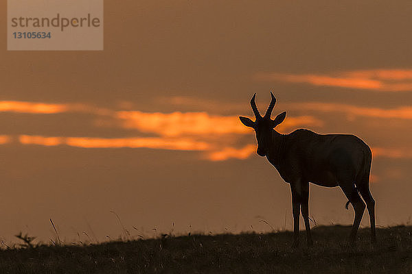 Topi (Damaliscus lunatus jimela) in Silhouette am Horizont bei Sonnenuntergang  Maasai Mara National Reserve; Kenia