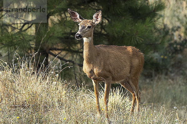 Weißwedelhirsch (Odocoileus virginianus) im Cascade Siskiyou National Monument; Ashland  Oregon  Vereinigte Staaten von Amerika