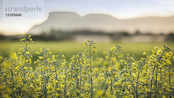 Nahaufnahme von blühendem Raps (Brassica napus) auf einem Feld bei Sonnenuntergang mit Bergen in der Ferne; Thunder Bay  Ontario  Kanada