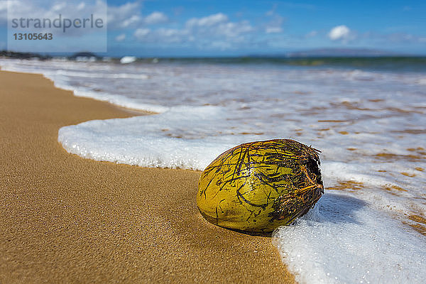 Kokosnuss wird am Keawakapu Beach mit Meeresschaum an Land gespült; Wailea  Maui  Hawaii  Vereinigte Staaten von Amerika