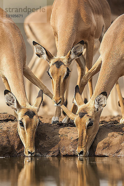 Gruppe von Impalas (Aepyceros melampus) am Wasserloch  Mashatu Game Reserve; Botswana