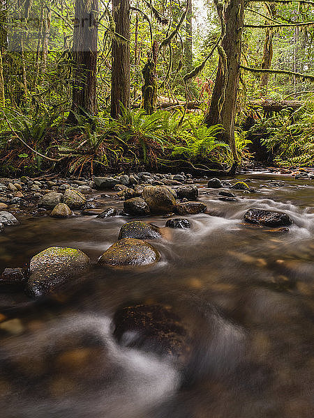 Regenwald am Nile Creek  in der Nähe von Campbell River; British Columbia  Kanada