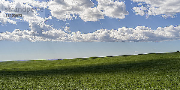 Weites grünes Feld unter einem großen blauen Himmel mit Wolken; Alberta  Kanada