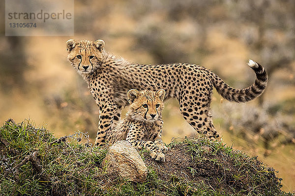 Zwei Gepardenjunge (Acinonyx jubatus) liegend und stehend auf einem Grashügel  Maasai Mara National Reserve; Kenia