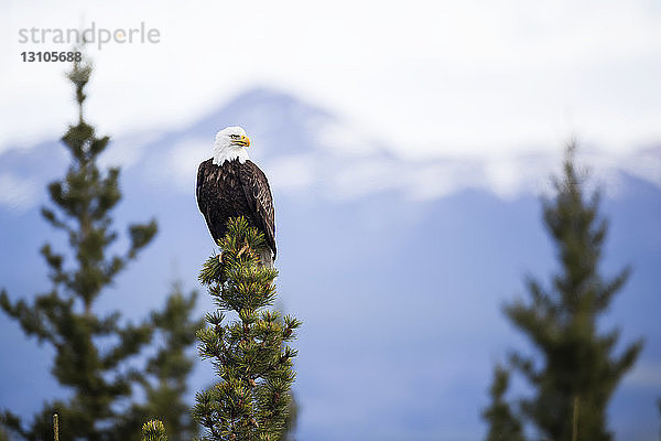 Weißkopfseeadler (Haliaeetus leucocephalus) auf einer Baumkrone sitzend; Haines Junction  Yukon  Kanada