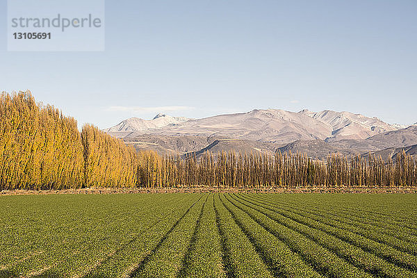 Grünes Feld  gesäumt von herbstlich-goldenen Bäumen  führt den Blick auf eine Bergkette; Malargue  Mendoza  Argentinien