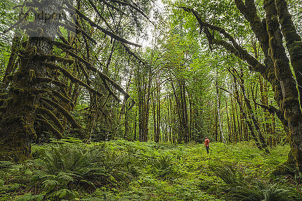 Ein Mann steht in einem Regenwald mit moosbedeckten Bäumen und Farnen in der Nähe des Cowichan-Sees; British Columbia  Kanada