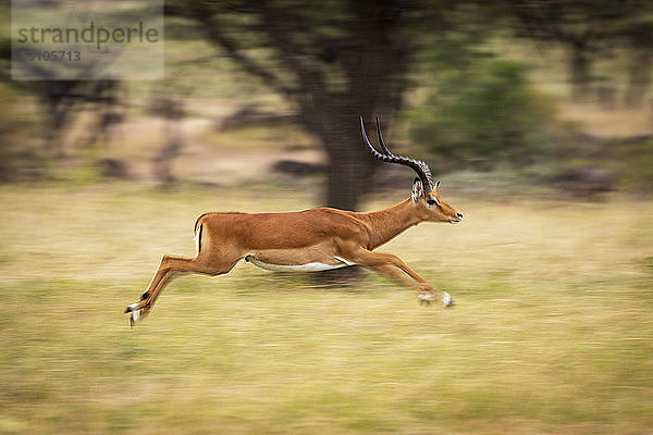 Langsamer Schwenk eines männlichen Impalas (Aepyceros melampus)  der schnell läuft  Maasai Mara National Reserve; Kenia