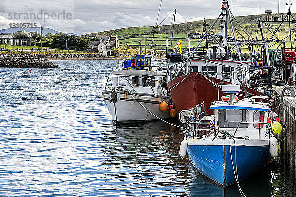 Bunte Fischerboote in einem Hafen; Dingle  County Kerry  Irland