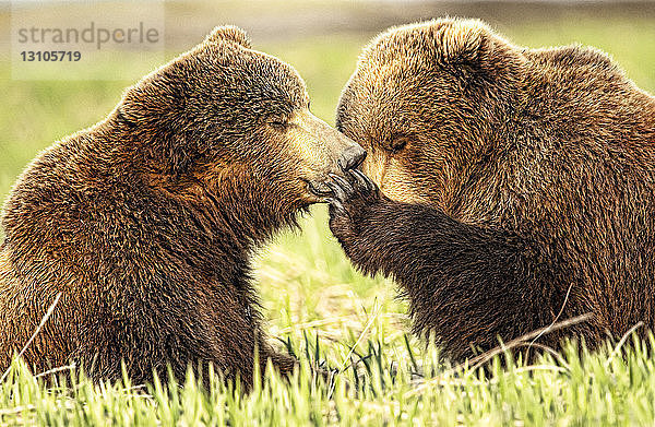 Zwei Kodiakbären (Ursus arctos middendorffi) sitzen liebevoll und verspielt im Gras  Katmai National Park; Alaska  Vereinigte Staaten von Amerika